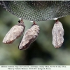 melitaea arduinna3 pupa3